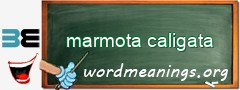 WordMeaning blackboard for marmota caligata